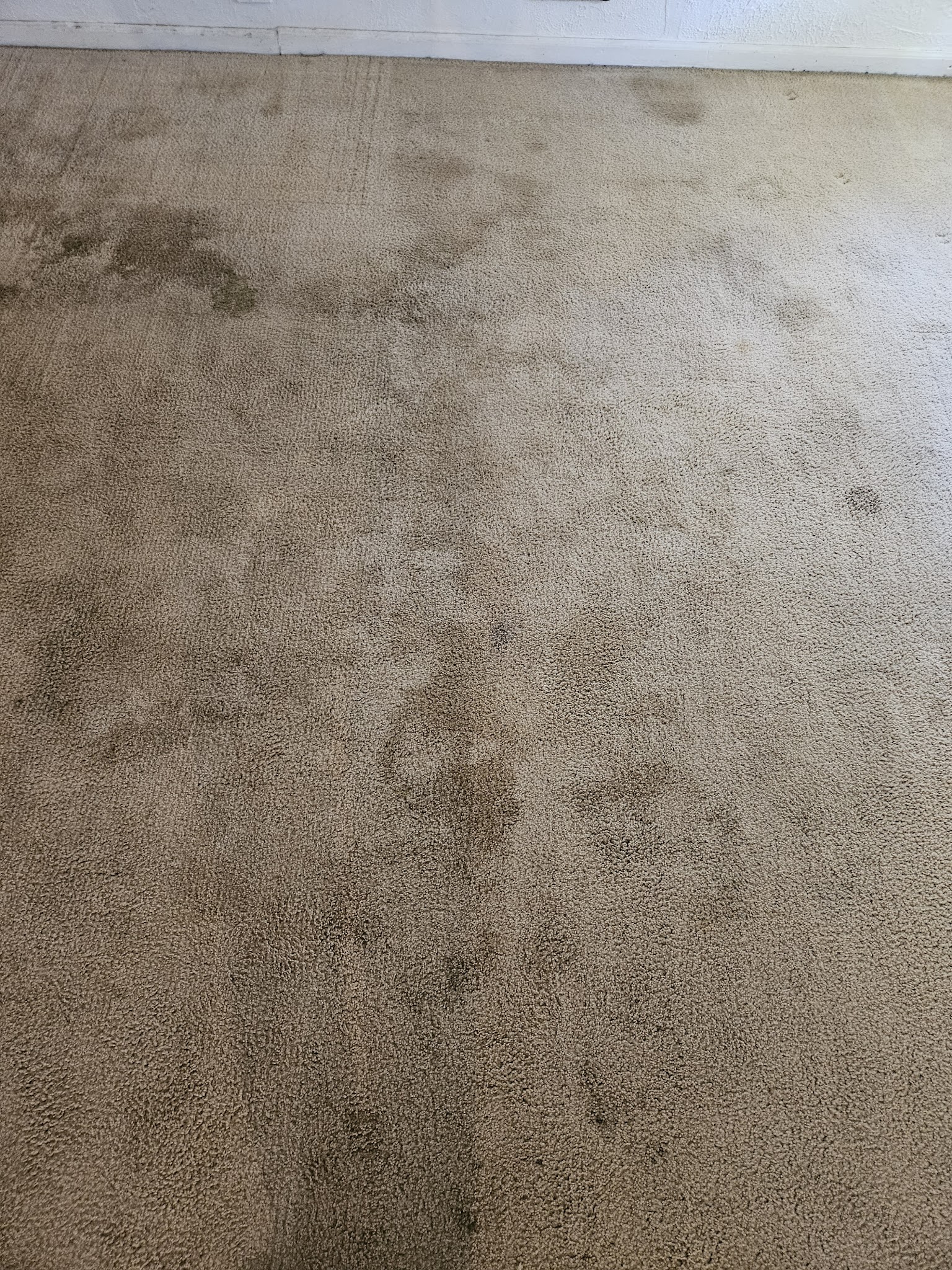 Heavily pet stained carpet before professional cleaning in Pueblo CO